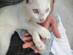 Beautiful white cat with one dark yellow and one blue eye 6 month old