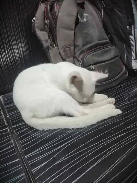 Beautiful white cat with one dark yellow and one blue eye 6 month old 2