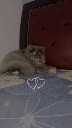 gray semi punch Persian cat