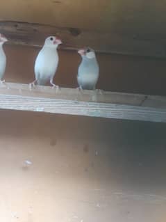 WHITE JAVA OR  FINCHES