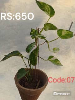 Money Plants for Sale