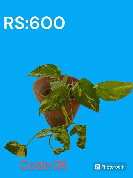 Money Plants for Sale 1