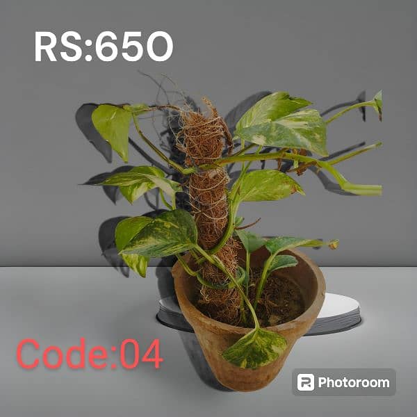 Money Plants for Sale 2