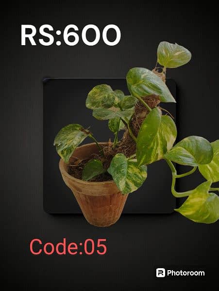 Money Plants for Sale 3