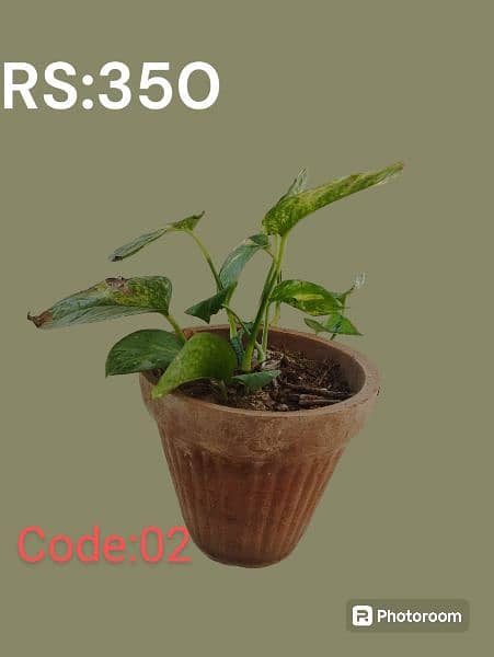 Money Plants for Sale 5