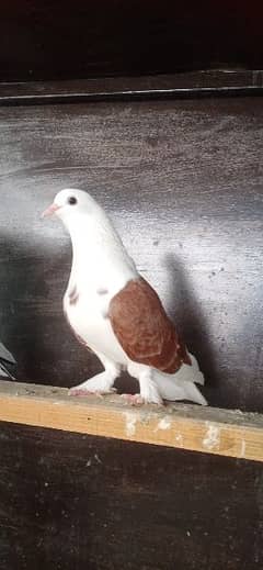 fancy Pigeon. 0341-1858589