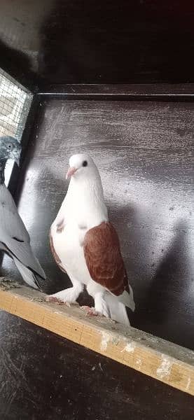 fancy Pigeon. 0341-1858589 1