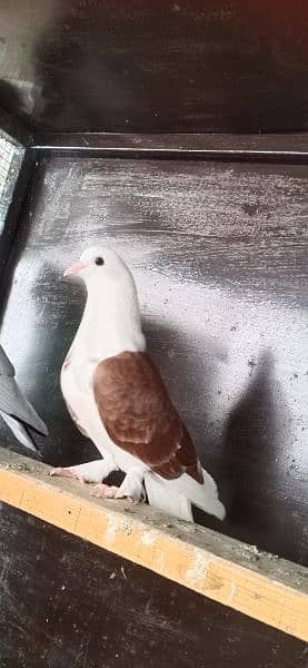 fancy Pigeon. 0341-1858589 2