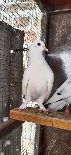 fancy Pigeon. 0341-1858589 3