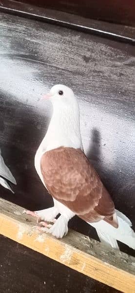 fancy Pigeon. 0341-1858589 4