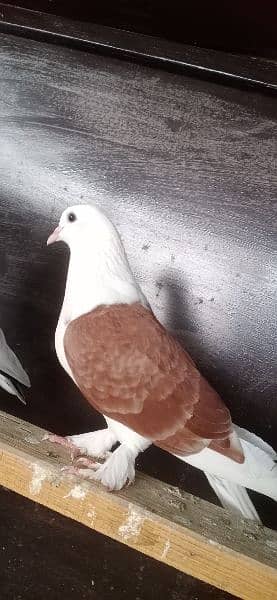 fancy Pigeon. 0341-1858589 5