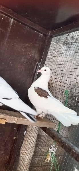 fancy Pigeon. 0341-1858589 6