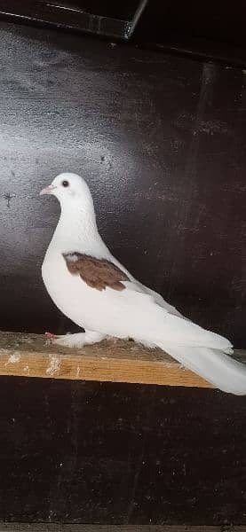 fancy Pigeon. 0341-1858589 7