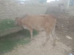 Cow for sale