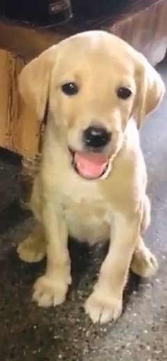 labrador puppy