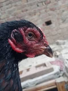 Old Blood line Breeder female Amroha cross 03095263441