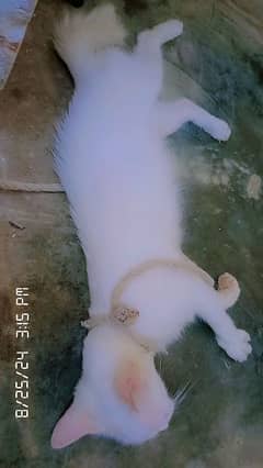 Persian cat white with baby kitten