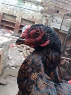 Old Blood line Breeder female Amroha cross 03095263441