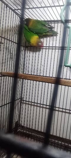 loved birds 5 pairs 8portion cage or 8 breeding boxes 23000