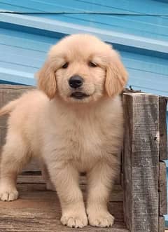 Golden retriever dogs for sale