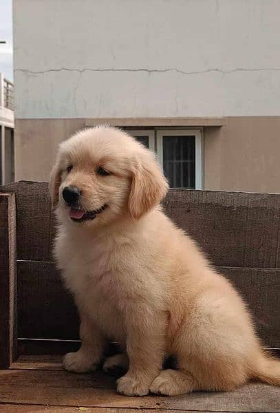 Golden Retriever Pair microchip pedigree Puppies available for sale 2