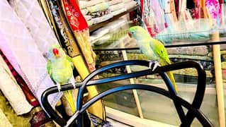 king size raw parrot  hand tamed talking start