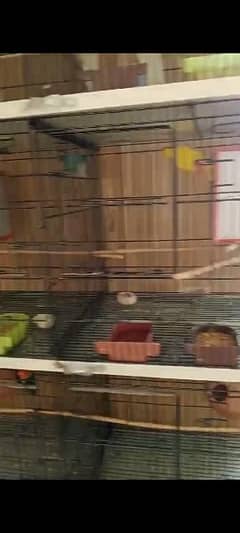 budgies, finches and lovebirds for sale