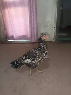 aseel hen for sale