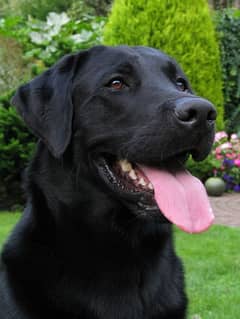 Female Labrador jeet black full trained