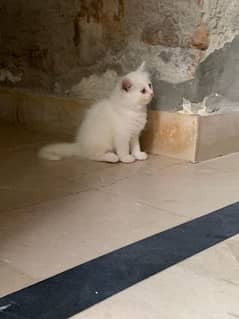 Russian white kitten