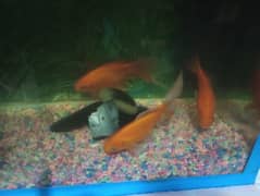 Comet Goldfish / Shipper Carps