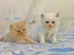 persian cat kitten for sale 03164565034