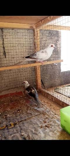 blue Pied & Diamond Pied