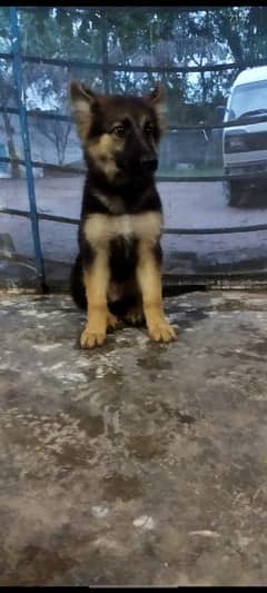 german Shepard puppies