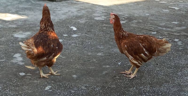 loman hen for sale urjent 2