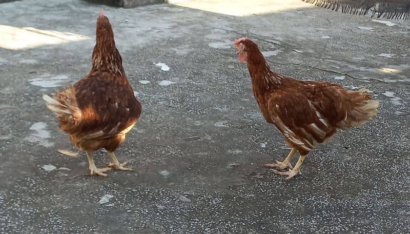 loman hen for sale urjent 3