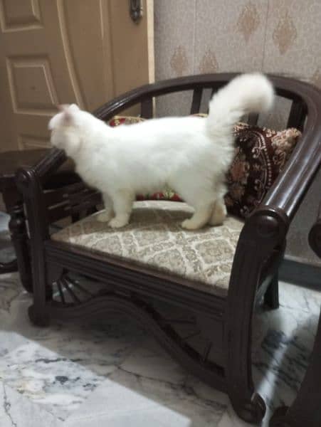 parsian tripple coatted cats female avilable 1 cat 12ooo 2