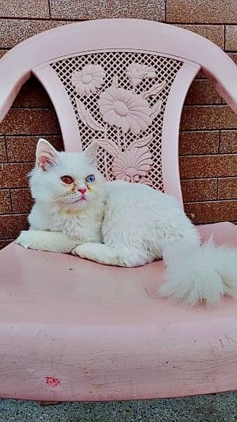 parsian tripple coatted cats female avilable 1 cat 12ooo 6