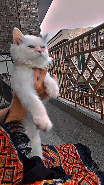 parsian tripple coatted cats female avilable 1 cat 12ooo 8