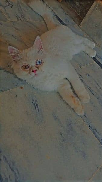 parsian tripple coatted cats female avilable 1 cat 12ooo 9