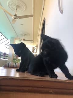 2 months old black kitten pair