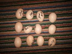 Blue Buff/Bantam Fertile Eggs 0