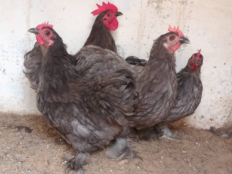 Blue Buff/Bantam Fertile Eggs 1