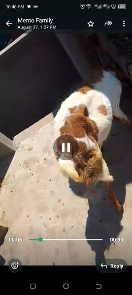 dogli bakri bakra goat baby bkri 3