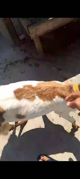 dogli bakri bakra goat baby bkri 4