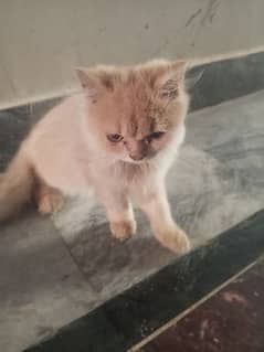 cat urgent for sale persian