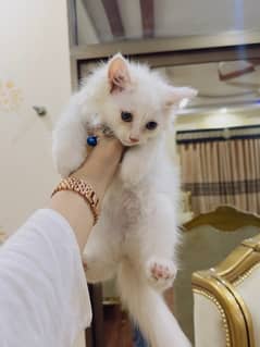 Persian White Kittens Triple Coated Both Male and Female Pair