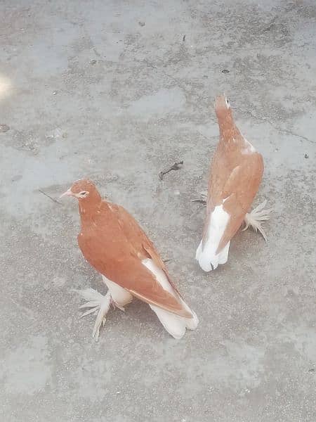 Lahori Sherazi pair For sale 2