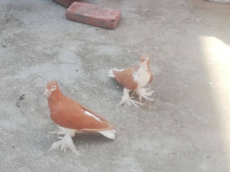 Lahori Sherazi pair For sale 3