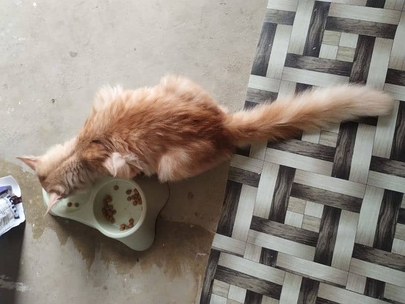 Persian cat male 5 month age 5